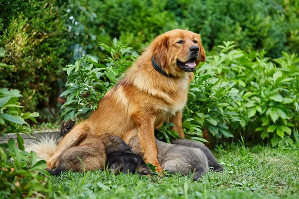 Bonitos Cachorros Terra Nova Chupando Peito Com Leite Suas Mães — Fotografia de Stock