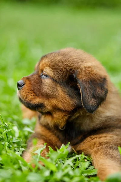 Brown Χαριτωμένο Χαρούμενο Κουτάβι Newfoundland Αξιολάτρευτο Σκυλί Χαμόγελο Στο Πάρκο — Φωτογραφία Αρχείου
