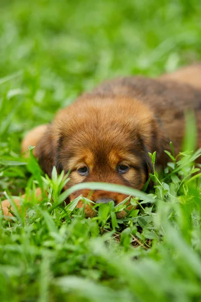 Brown Cute Sad Puppy Newfoundland Adorable Dog Summer Park Green — Stock Photo, Image
