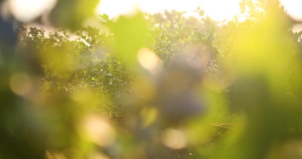 Bosbessenstruik bij zonsondergang, biologische rijp met sappige bessen, klaar om te plukken — Stockvideo