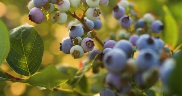 Krzew jagodowy na zachodzie słońca, organiczny dojrzały z soczystymi jagodami, gotowy do zbierania — Wideo stockowe