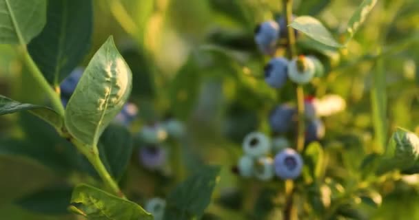 Чорничний кущ на заході сонця, органічний стиглий з соковитими ягодами, просто готовий підібрати — стокове відео