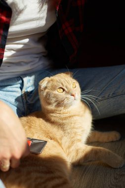 Kadın İngiliz kızıl kedisini tutuyor ve tüylerini tarıyor. Dişi, evcil hayvanla ilgileniyor. Güneş ışığıyla, sert ışıkla..