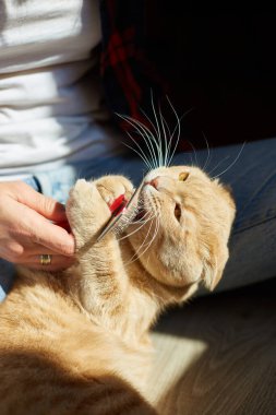 Kadın İngiliz kızıl kedisini tutuyor ve tüylerini tarıyor. Dişi, evcil hayvanla ilgileniyor. Güneş ışığıyla, sert ışıkla..