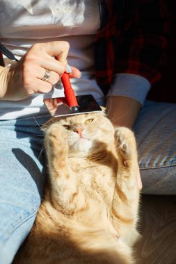 Kadın İngiliz kızıl kedisini tutuyor ve tüylerini tarıyor. Dişi, evcil hayvanla ilgileniyor. Güneş ışığıyla, sert ışıkla..