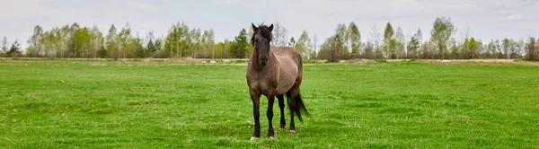 Banner A brown horse with a shaggy tan mane standing in an empty grass field.