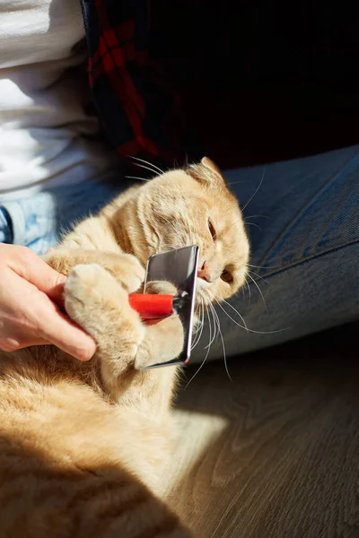 Kadın İngiliz kızıl kedisini tutuyor ve tüylerini tarıyor. Dişi, evcil hayvanla ilgileniyor. Güneş ışığıyla, sert ışıkla..
