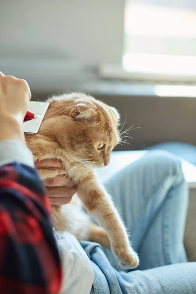 Mujer Sostiene Gato Pelirrojo Británico Peina Piel Hembra Cuida Del —  Fotos de Stock