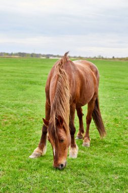 Kahverengi bir at tenli yelesi olan boş bir çim tarlasında yemek yiyen..