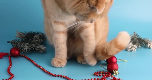 Un lindo adorable gato británico jugando con bolas de Navidad en el estudio de fondo azul — Vídeos de Stock