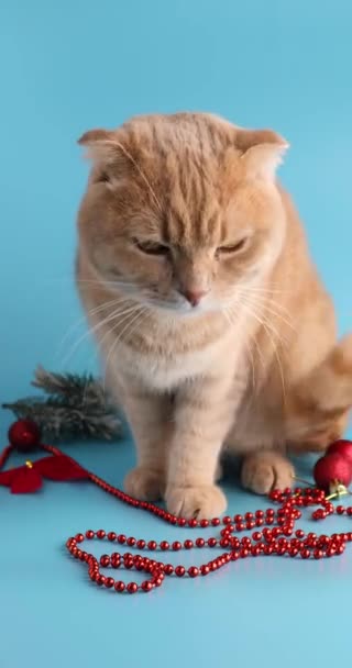 Pionowe A cute adorable brytyjski kot gra z kulki Boże Narodzenie na niebieskim tle studio — Wideo stockowe