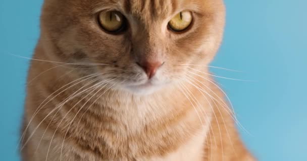 Menutup wajah manis kucing Inggris di studio latar belakang biru — Stok Video