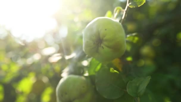 Zeitlupe Grüne Quittenfrüchte Wachsen Auf Quittenbäumen Einem Bio Garten Sonnenlicht — Stockvideo