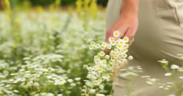 Çiçek açan çayırlarda, kırsalda elinde buketi olan bir kadın yürüyor. — Stok video