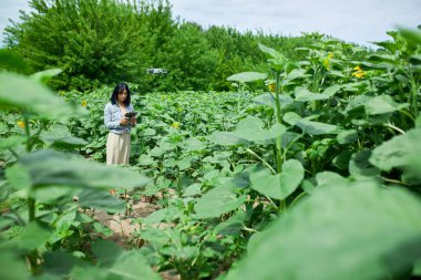 Genç bir kadın İHA 'sını nasıl kullanacağını öğreniyor, kadın kullanıyor, pilotluk yapıyor, ayçiçeği tarlasında insansız hava aracı uçuruyor, yaz, tarım....