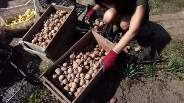 Woman Farmer Puts Her Own Hands Puts Agro Potatoes Box — ストック動画