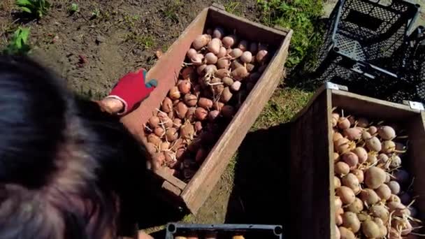 Woman Farmer Puts Her Own Hands Puts Agro Potatoes Box — Video