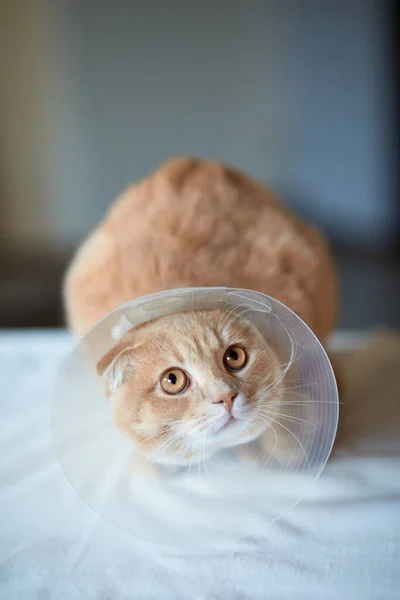 Gato Bonito Bonito Com Colar Cone Plástico Após Castração Conceito — Fotografia de Stock