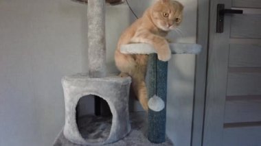Evdeki mobilya tırmalayan Deterrent Tree 'de oynayan sevimli, komik kedi, kazıma direkleri, aşk hayvanı.
