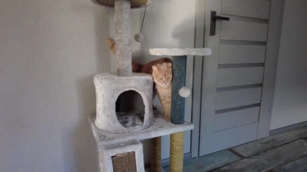 Söt Rolig Katt Spelar Möbler Reptning Avskräckande Träd Hemma Reptning — Stockvideo