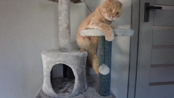 Lindo Gato Divertido Jugando Muebles Rascando Árbol Disuasorio Casa Arañando — Vídeos de Stock