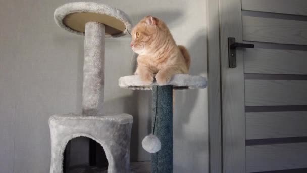 Lindo Gato Divertido Jugando Muebles Rascando Árbol Disuasorio Casa Arañando — Vídeos de Stock