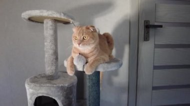 Evdeki mobilya tırmalayan Deterrent Tree 'de oynayan sevimli, komik kedi, kazıma direkleri, aşk hayvanı.