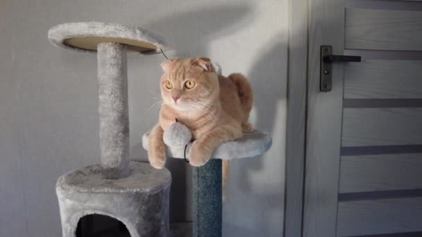 Evdeki Mobilya Tırmalayan Deterrent Tree Oynayan Sevimli Komik Kedi Kazıma — Stok video