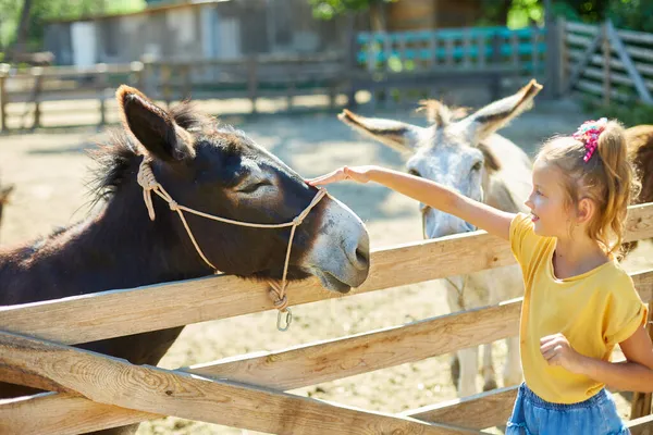 Little Girl Contact Farm Zoo Donkeys Countryside Farm Friendly Donkey — Stock Photo, Image