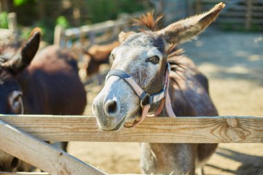 Çayırdaki arkadaş canlısı Eşek sosyal, iletişim çiftliği, evcil hayvan çitlerinden dışarı sarkan eşek suratı..