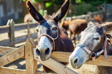 Çayırdaki arkadaş canlısı Eşek sosyal, iletişim çiftliği, evcil hayvan çitlerinden dışarı sarkan eşek suratı..