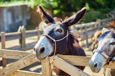Çayırdaki arkadaş canlısı Eşek sosyal, iletişim çiftliği, evcil hayvan çitlerinden dışarı sarkan eşek suratı..