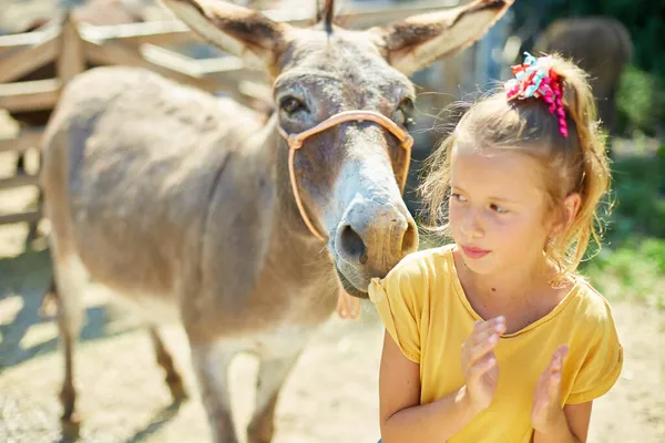 Niña Contacto Granja Zoológico Con Burros Campo Una Granja Amistoso — Foto de Stock