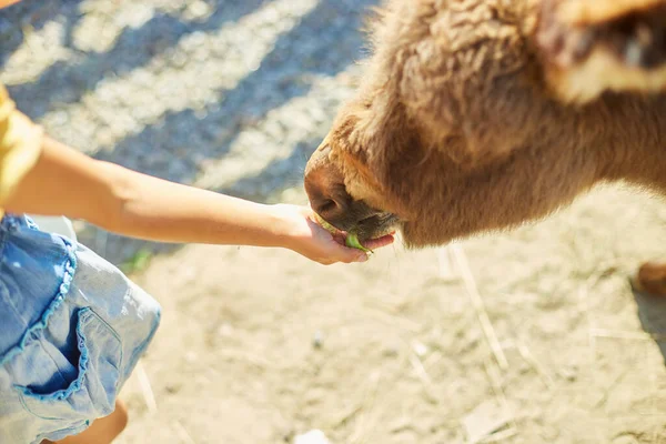 Little Girl Feeding Donkeys Countryside Farm Friendly Donkey Paddock Being — Stock Photo, Image