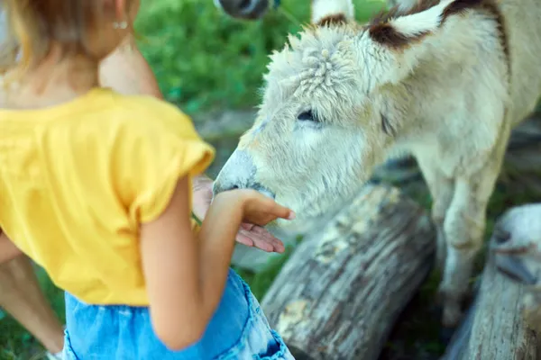 Little Girl Feeding Donkeys Countryside Farm Friendly Donkey Paddock Being — Stock Photo, Image