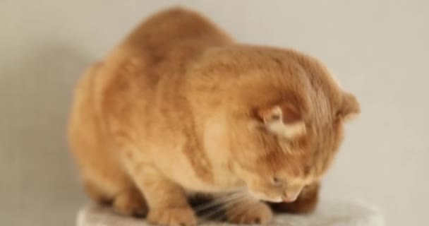 Lindo Gato Divertido Jugando Muebles Rascando Árbol Disuasorio Casa Arañando — Vídeos de Stock