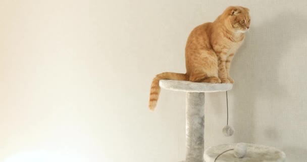 Niedliche Lustige Katze Spielt Auf Möbeln Kratzbaum Hause Kratzpfosten Liebe — Stockvideo