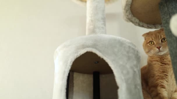 Lambat Gerak Kucing Lucu Bermain Furniture Scratching Deterrent Tree Rumah — Stok Video