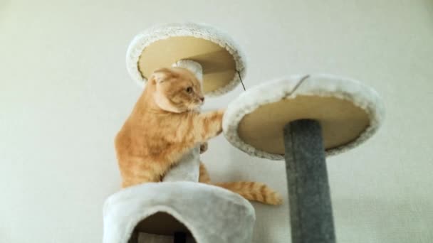 Slow Motion Cute Funny Cat Playing Furniture Scratching Deterrent Tree — Wideo stockowe
