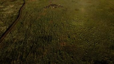 Koyun sürüsü ve keçi sürüsü çayırda otluyor.