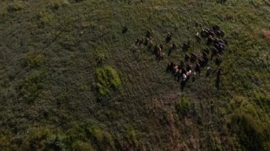 Koyun sürüsü ve keçi sürüsü çayırda otluyor.