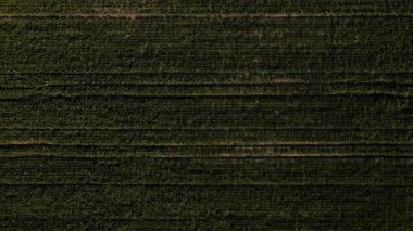 Ukrayna 'da tarım arazisindeki pancar sıralarının hava manzarası, şeker pancarı hasat etme