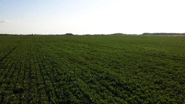 Vista aerea del campo file di barbabietole nel paesaggio agricolo in Ucraina, raccogliere la barbabietola da zucchero — Video Stock
