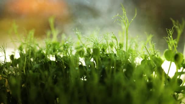 Lento movimento Ervilhas microgreens brotos com gotas de água de perto, alimentação saudável — Vídeo de Stock