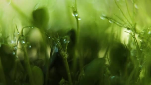 Lentement Pois microverts germes avec gouttes d'eau gros plan, Manger sainement — Video