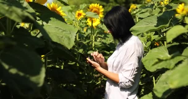 Vrouw boer, zakenvrouw hold tablet maken online verkoop op het veld Biologische zonnebloemen — Stockvideo