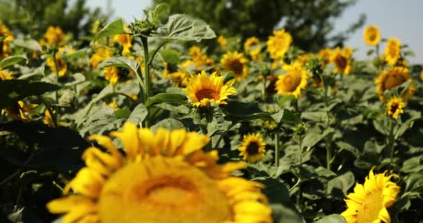 Un campo soleado de girasoles en brillante luz amarilla. — Vídeo de stock