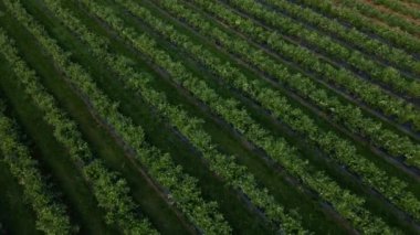 Hava aracı görüntüsü yabanmersini çalı tarlası, organik olgun. Böğürtlen dalda asılı, biyoloji, sağlıklı yemek, üst manzara, böğürtlenli çiftlik.