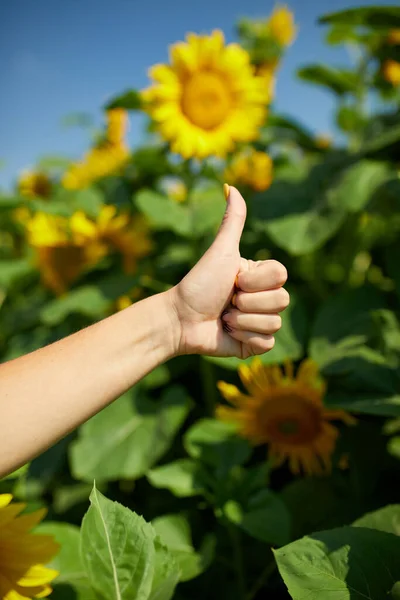 Концепція Знаку Жінка Фермер Агроном Перевіряє Якість Врожаю Органічних Соняшників — стокове фото