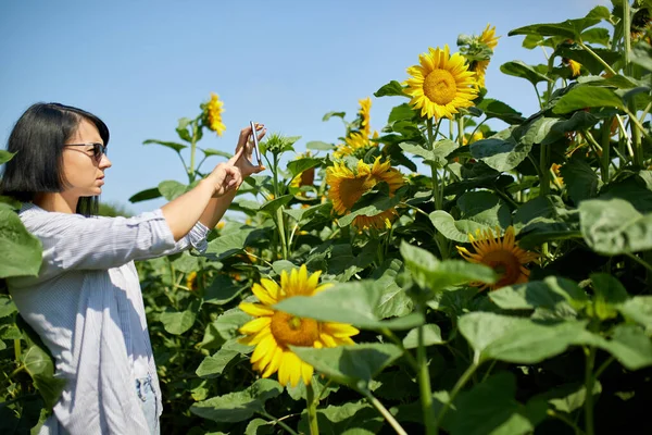 Жінка Фермер Бізнес Леді Фотографують Планшетному Полі Органічний Соняшник Продають — стокове фото